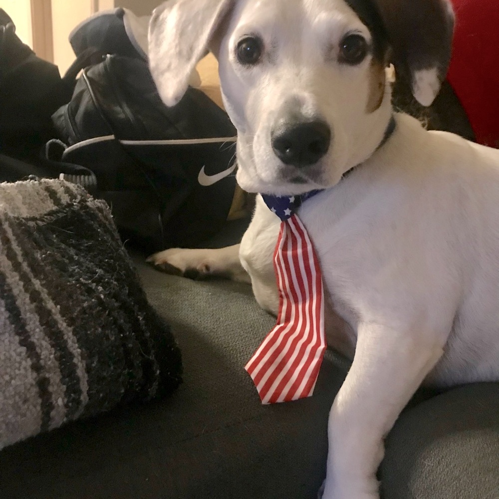 Pet Friendly Closet! 🐶